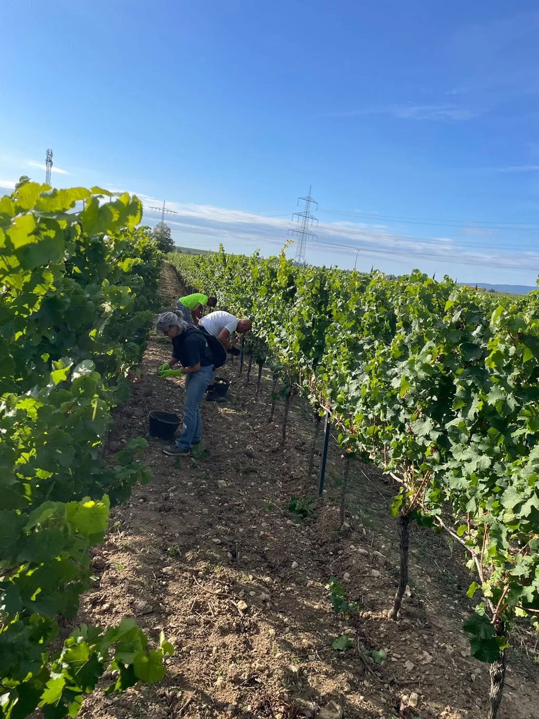 Weinlese bei sonnigem Herbstwetter